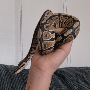 Meet your Posher, Autumn